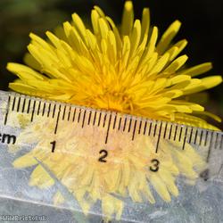 Hairy-ribbed Dandelion