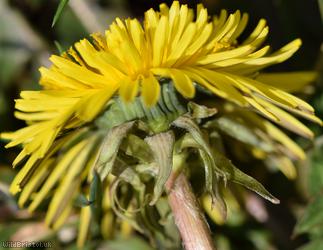 Hairy-ribbed Dandelion