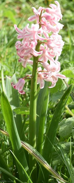 image for Hyacinth