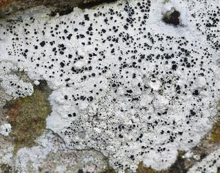 image for Black-Eye Lichen