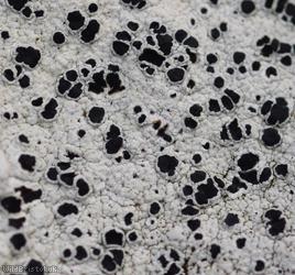 Black-Eye Lichen