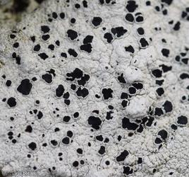 Black-Eye Lichen