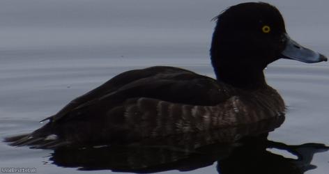 image for Tufted Duck