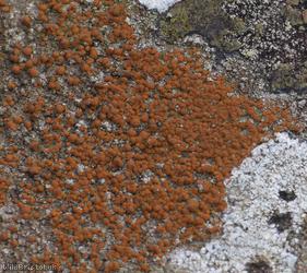 Firedot Lichen