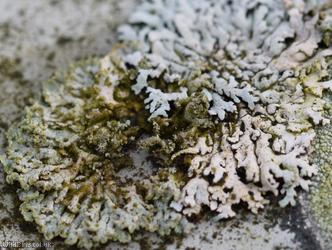 image for Powder-tipped Rosette Lichen