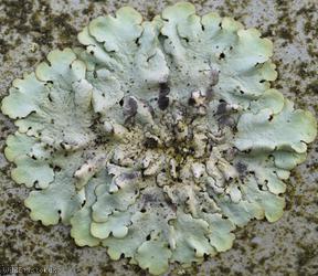 image for Lichen