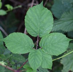 image for Imbricate-leaved Bramble
