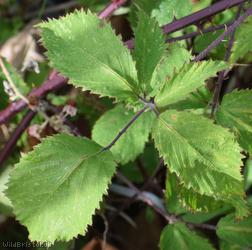 image for Rubus winteri x R. 'Redcliffe Caves'