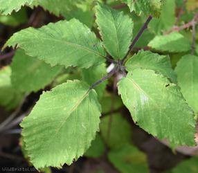 Rubus winteri x R. rubritinctus