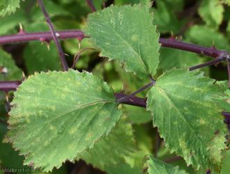 Rubus winteri x R. rubritinctus