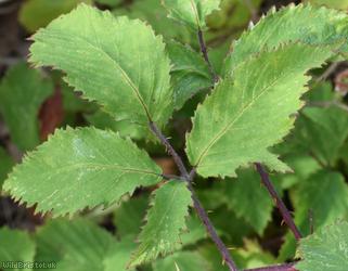 Rubus winteri x R. rubritinctus
