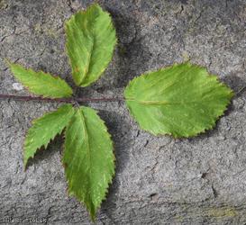 Rubus winteri x R. rubritinctus