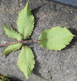 Rubus winteri x R. rubritinctus