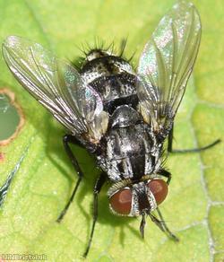 image for Broad-striped Parasite Fly