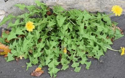 image for Yellow-styled Dandelion