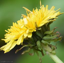 Yellow-styled Dandelion