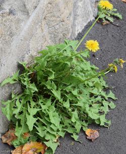 Yellow-styled Dandelion