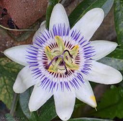 image for Blue Passionflower