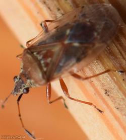 Birch Catkin Bug