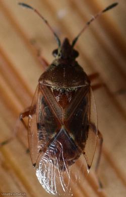 Birch Catkin Bug