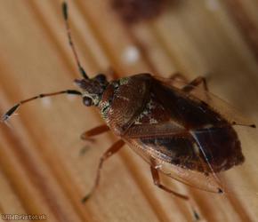 image for Birch Catkin Bug