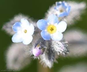 image for Field Forget-me-not
