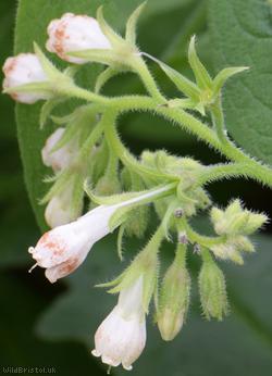 image for Common x White Comfrey