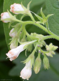 Common x White Comfrey