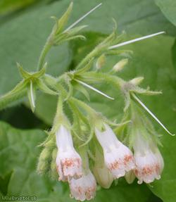 Common x White Comfrey
