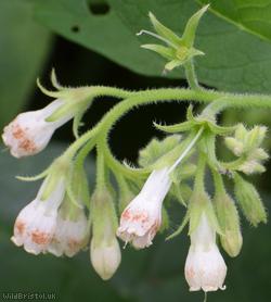 Common x White Comfrey