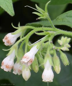 Common x White Comfrey