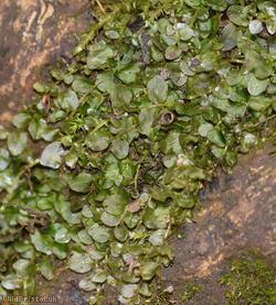 image for Long-beaked Thyme-moss