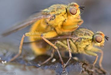 Yellow Dung Fly