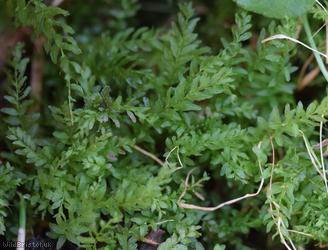image for Hart’s-tongue Thyme-moss