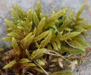 image for Cypress-leaved Plait-moss