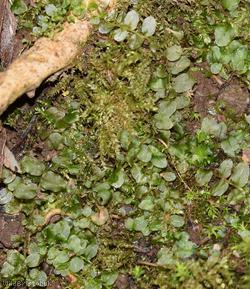 Long-beaked Thyme-moss