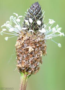 image for Ribwort Plantain