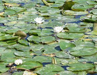 image for White Water-lily