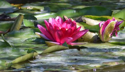 image for Coloured Water-lily