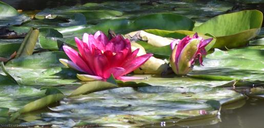 Coloured Water-lily