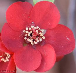 image for Japanese Quince