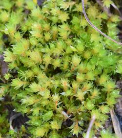 image for Crimson-tuber Thread-moss