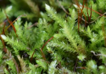 Rough-stalked Feather-moss