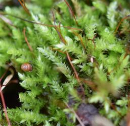 Rough-stalked Feather-moss