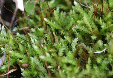 Rough-stalked Feather-moss