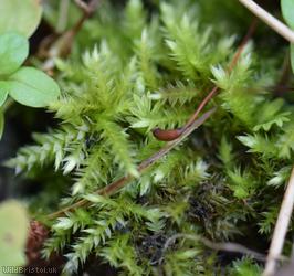 Rough-stalked Feather-moss