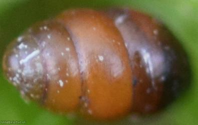 image for Common Chrysalis Snail