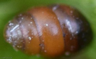Common Chrysalis Snail