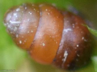 Common Chrysalis Snail