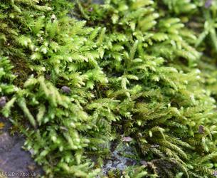 Curving Feather-moss